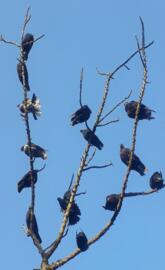 The crow. Mobile wallpaper.