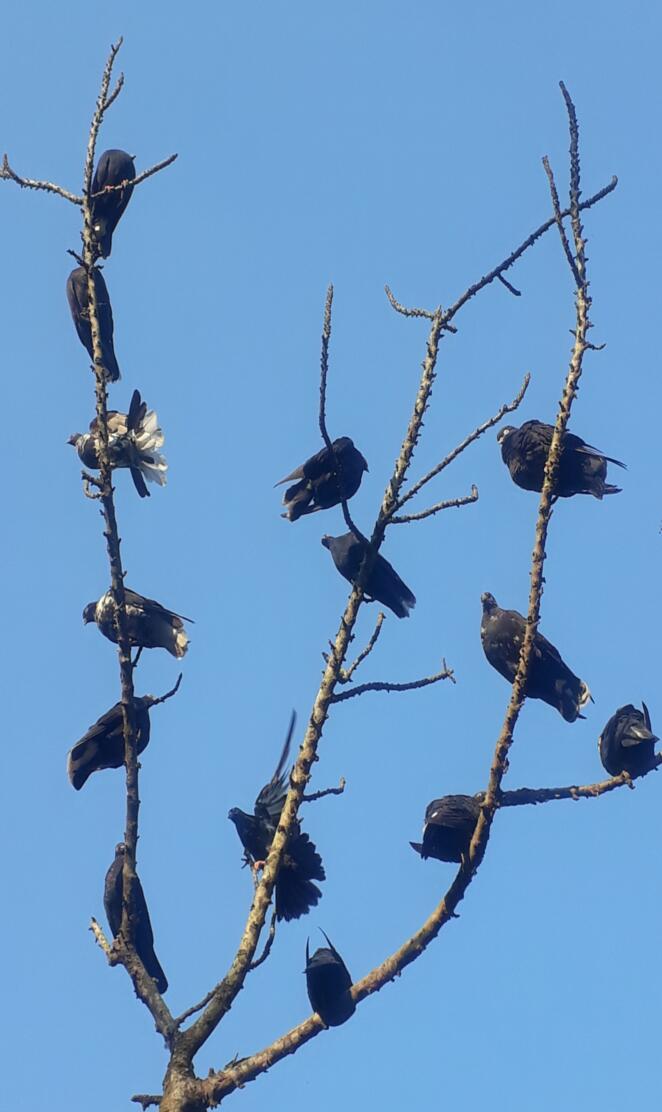 The crow. Mobile wallpaper.
