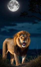 A Roaring Lion in the deep forest