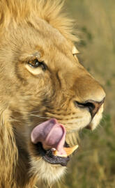 southafricanlion