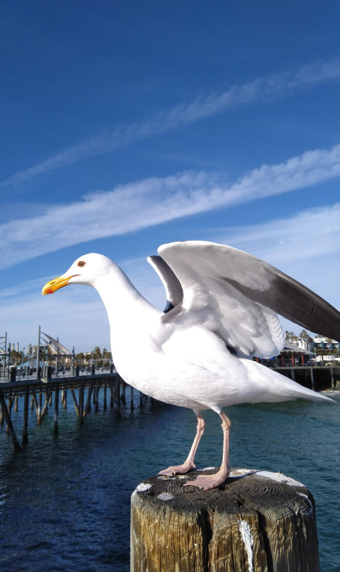 Redondo seagull