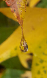 Leave after the rain