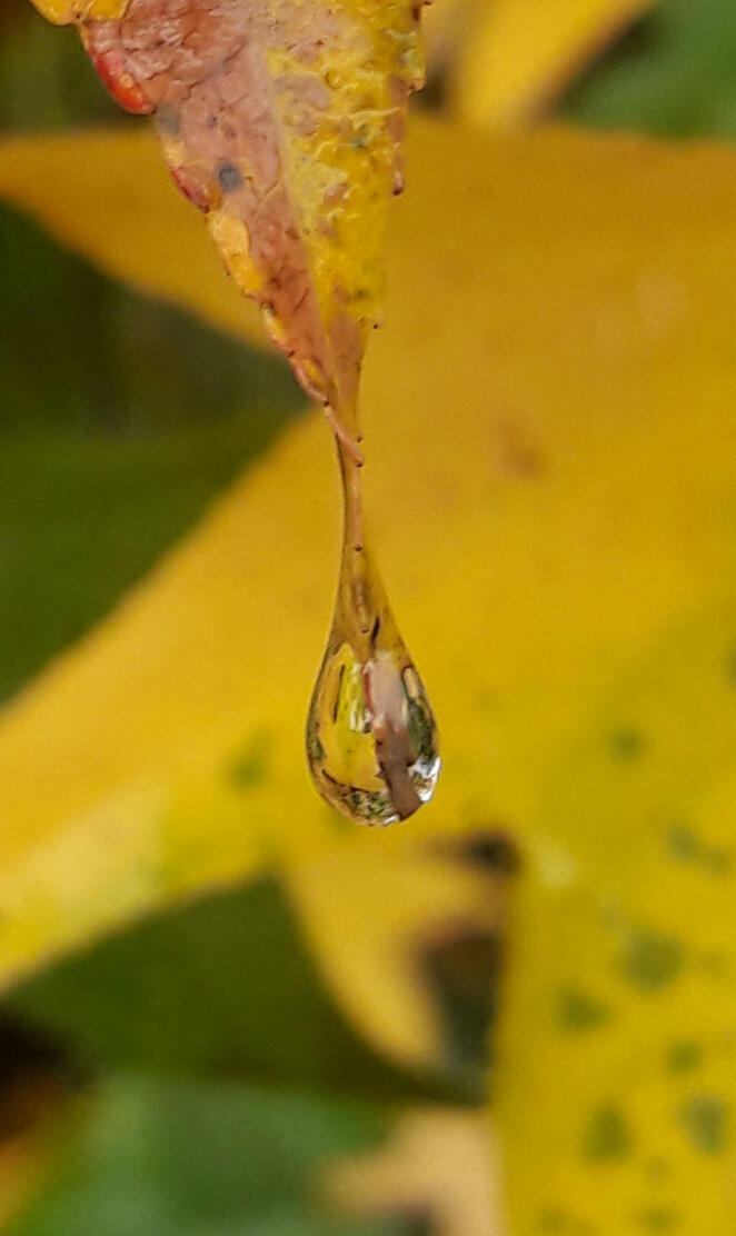 Leave after the rain