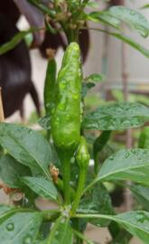 green chilli