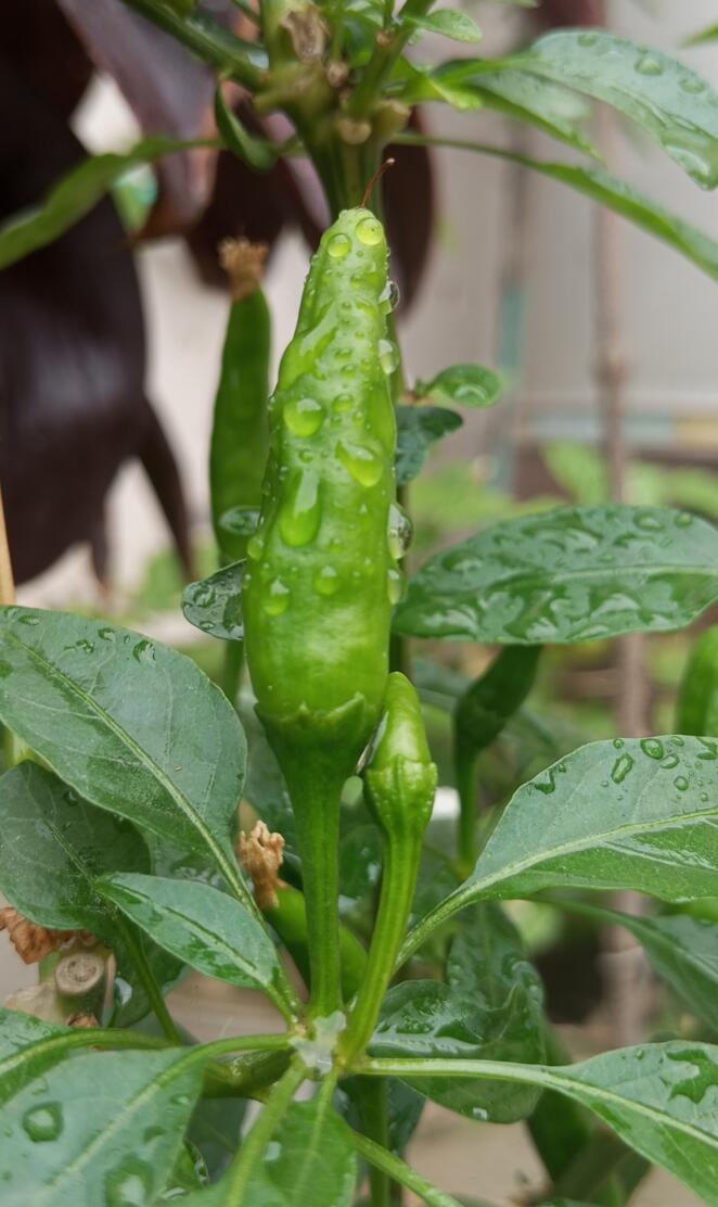 green chilli