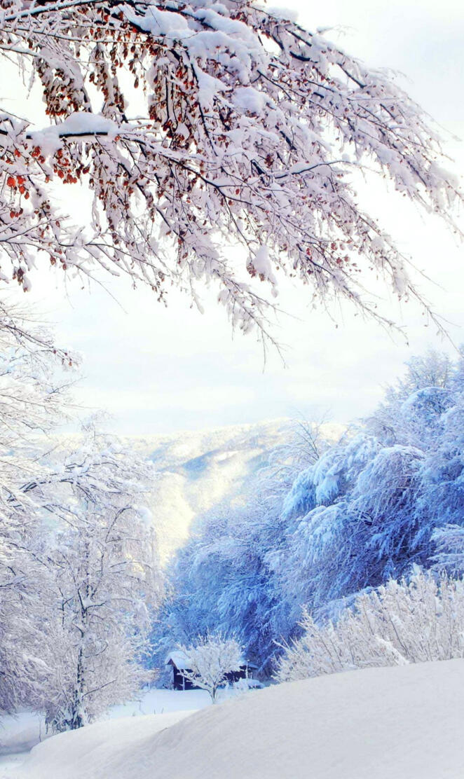 Snow Landscape