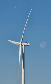 Windmill moon and bird