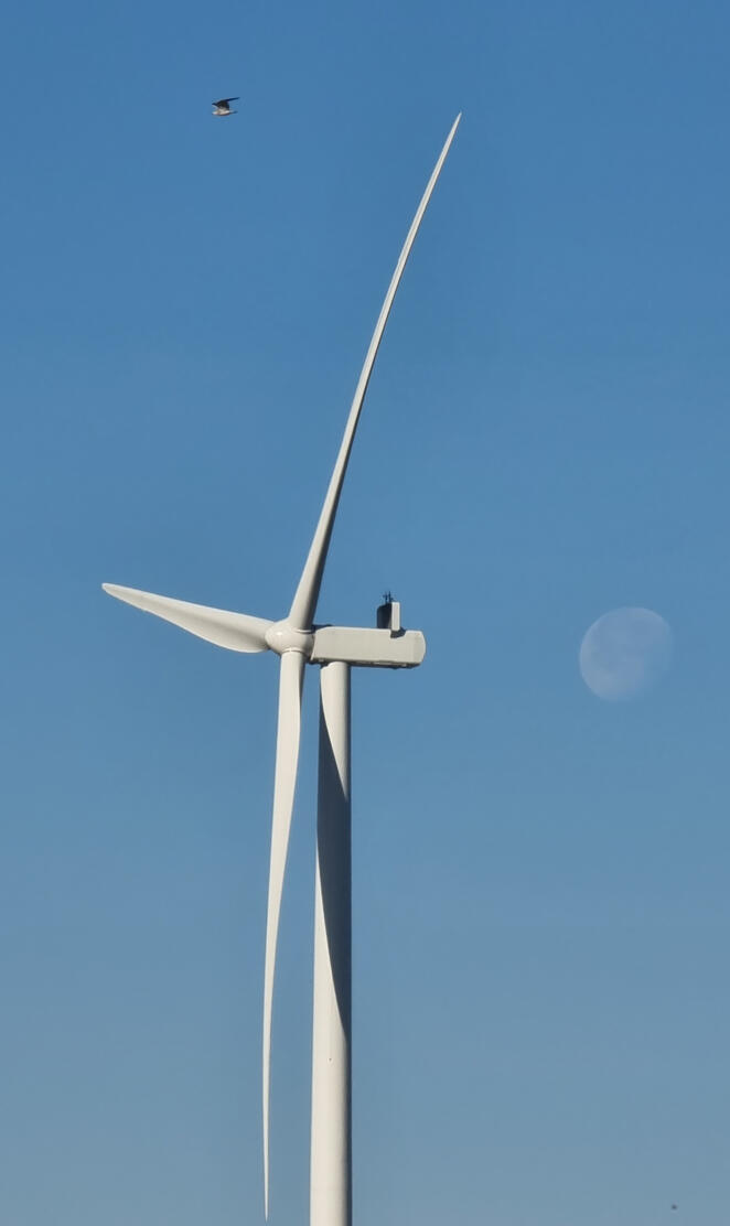 Windmill moon and bird