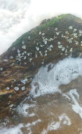 Waves Crashing Over a Mossy Rock, Glistening with Seashells: