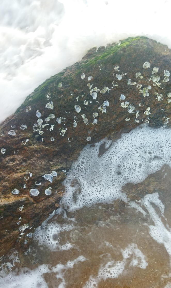 Waves Crashing Over a Mossy Rock, Glistening with Seashells: