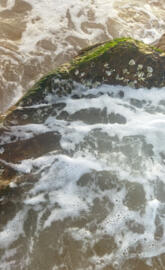 Waves Crashing Over a Mossy Rock, Glistening with Seashells: