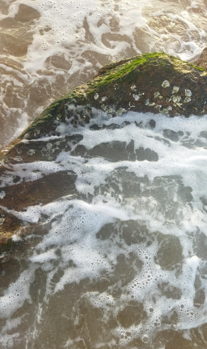 Waves Crashing Over a Mossy Rock, Glistening with Seashells: