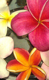 Plumeria Bloom