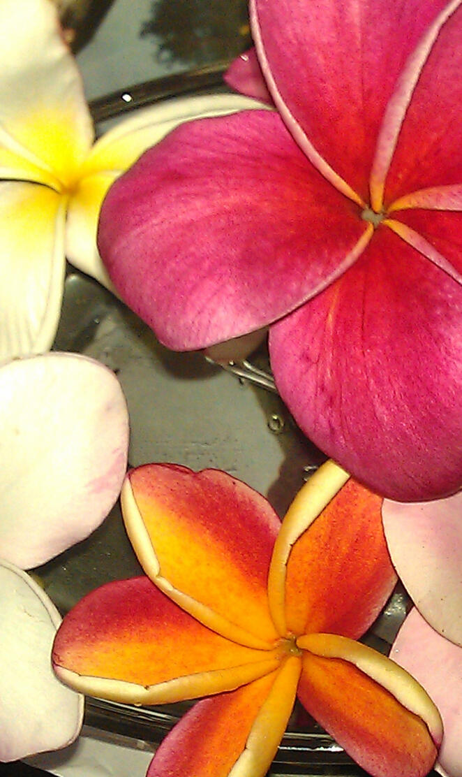 Plumeria Bloom