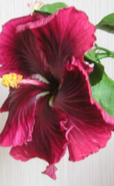 Hibiscus Black Drago
