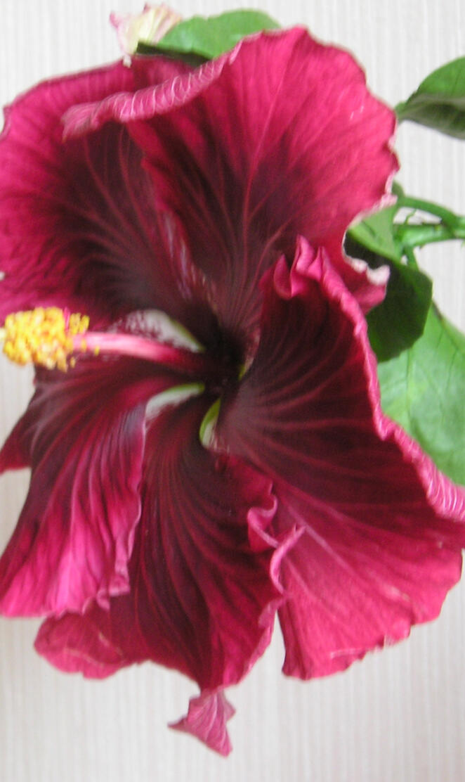 Hibiscus Black Drago
