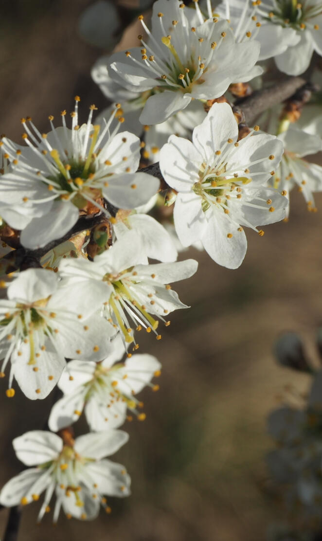 White blooming tree