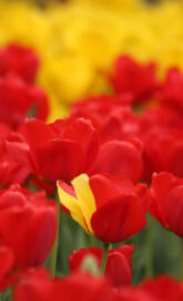 TulipsTiptoedThrough