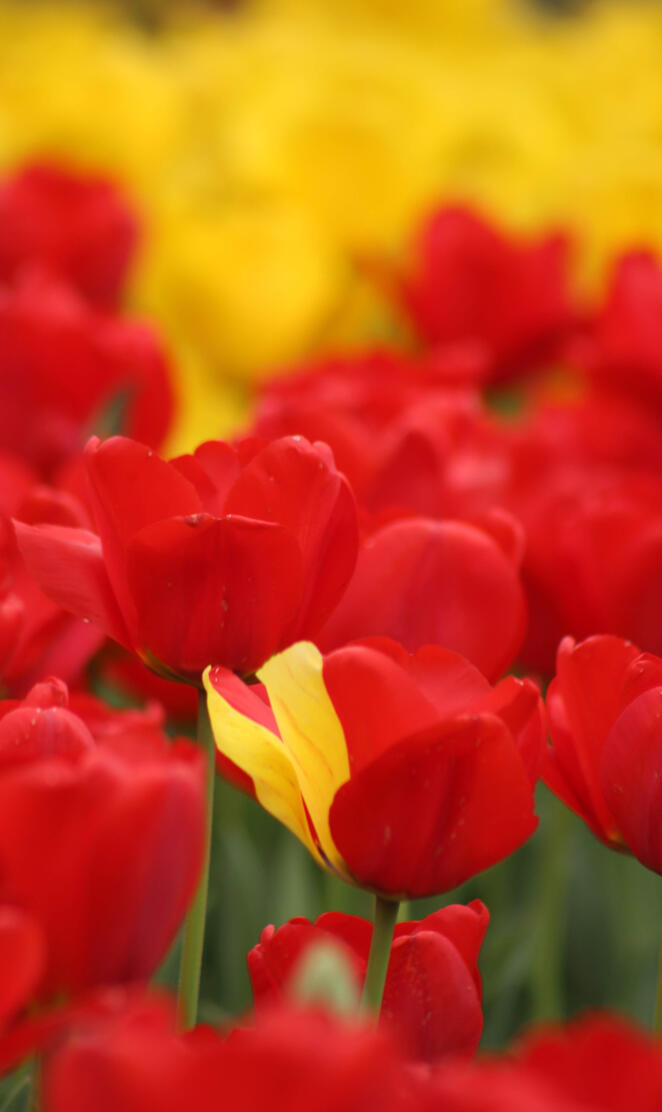 TulipsTiptoedThrough