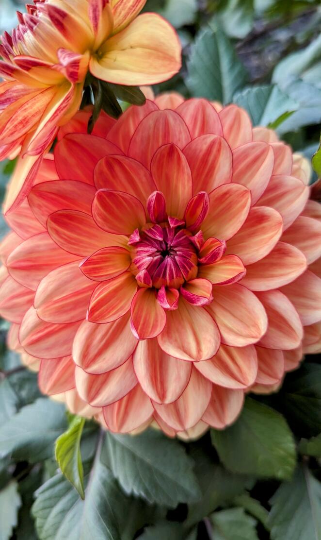 Dahlia