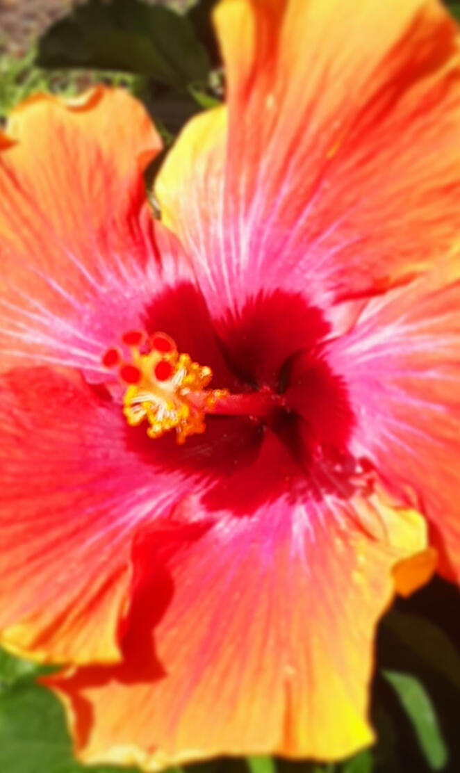 Hibiscus