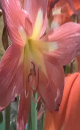 Amaryllis