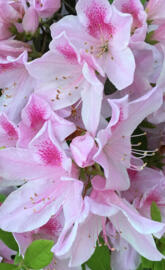 Pink Azalea