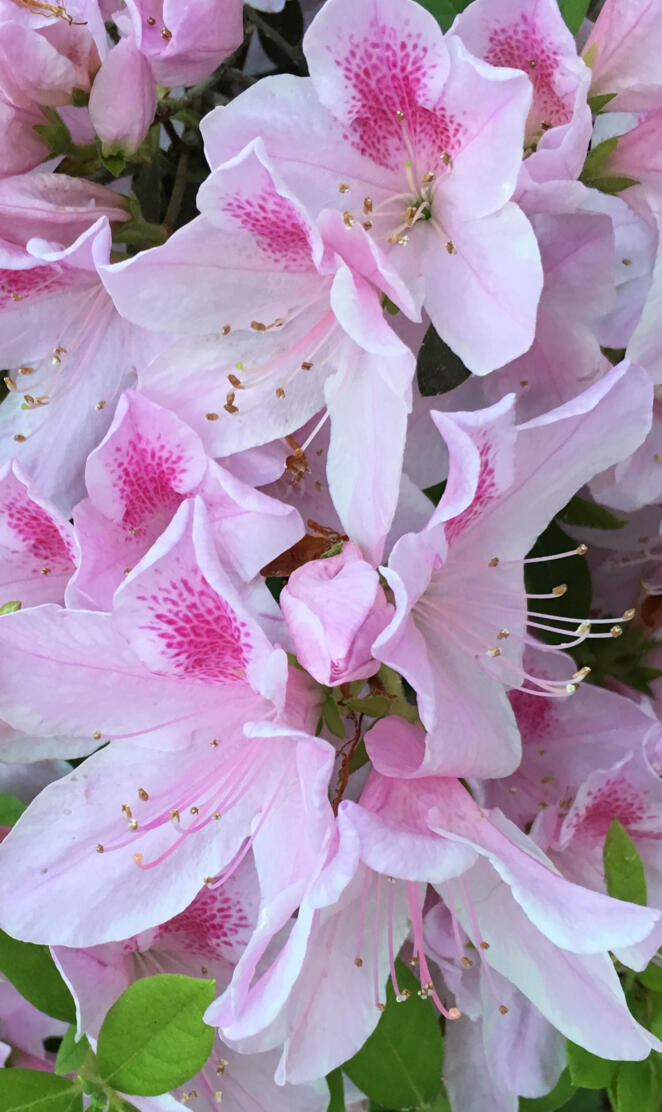 Pink Azalea