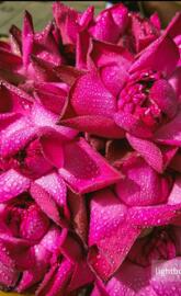 Tranquil Lotus Blooms