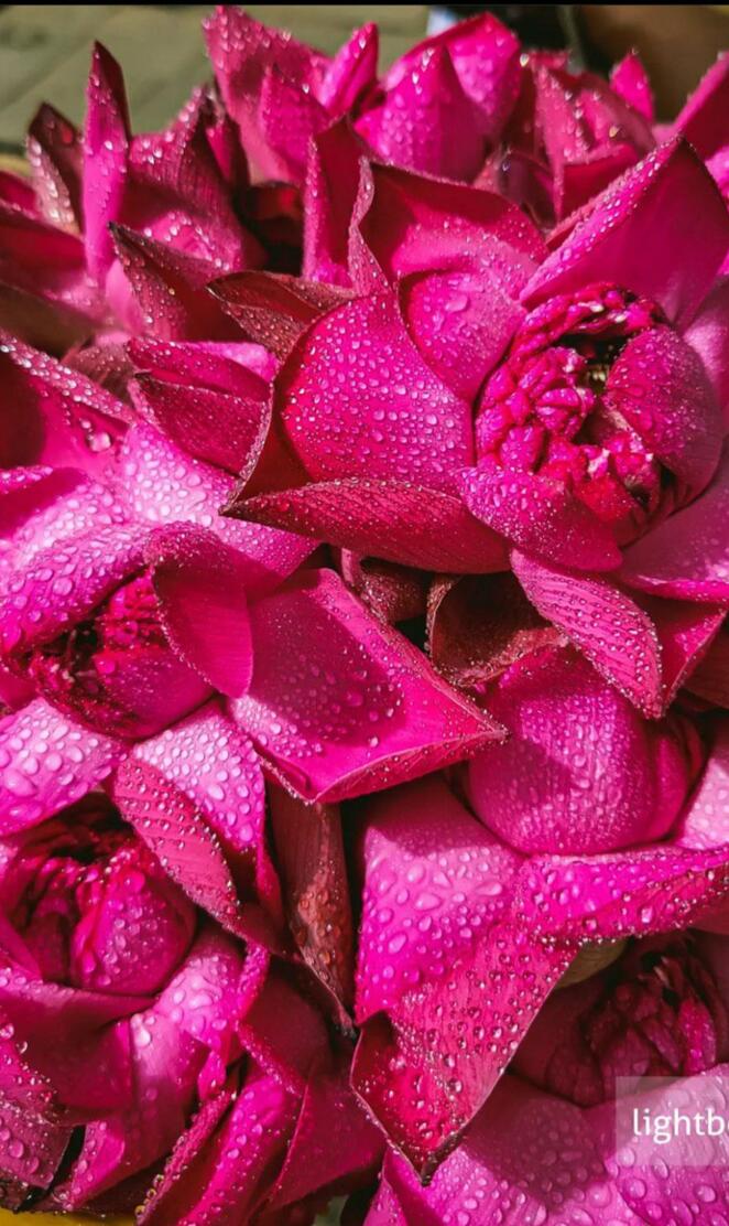 Tranquil Lotus Blooms