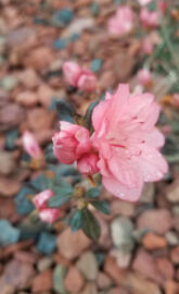 Blooming Pink Azelea