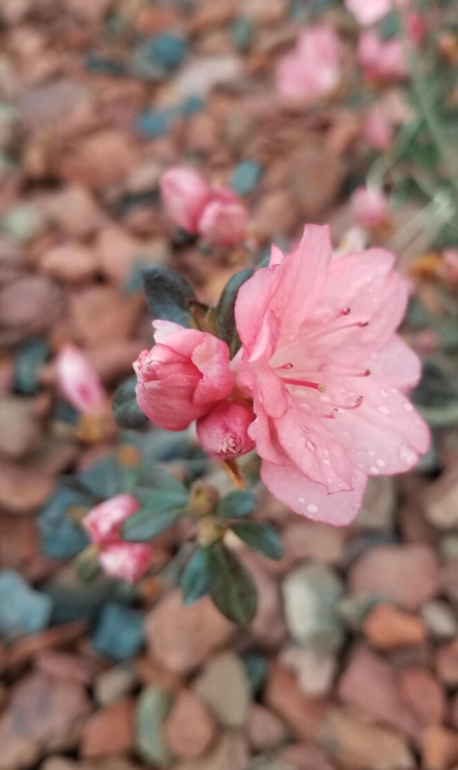 Blooming Pink Azelea