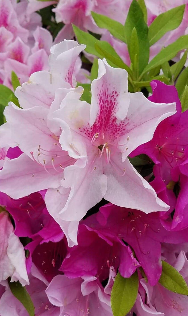 Pink Azalea