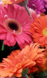 gerbera daisies