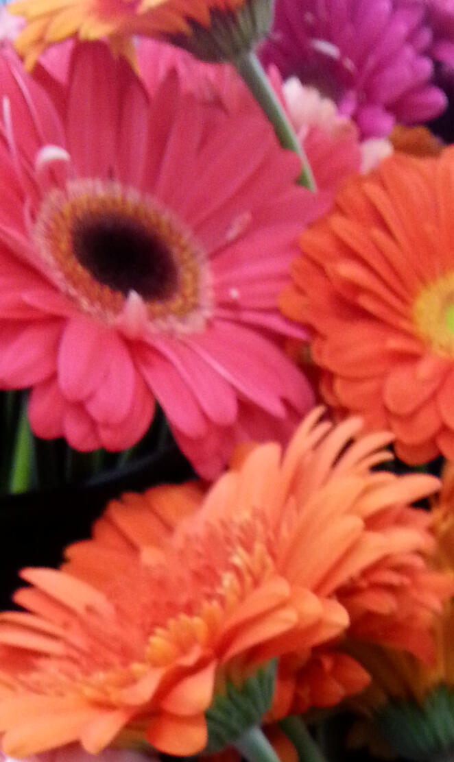 gerbera daisies