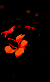 Abstract is in Bloom