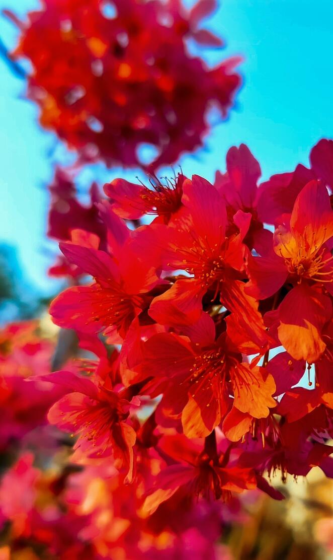 Rose color Sakura at a Garden