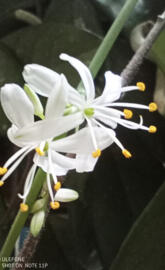 RubberPlantFullBloom