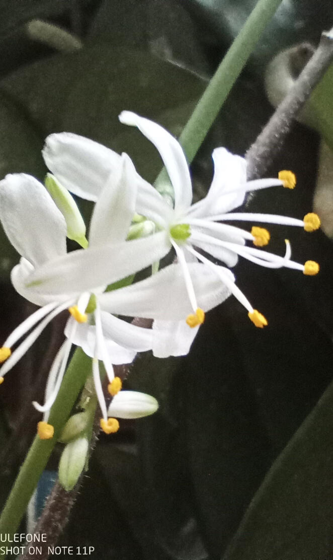 RubberPlantFullBloom