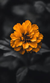 Yellow Flower grey background