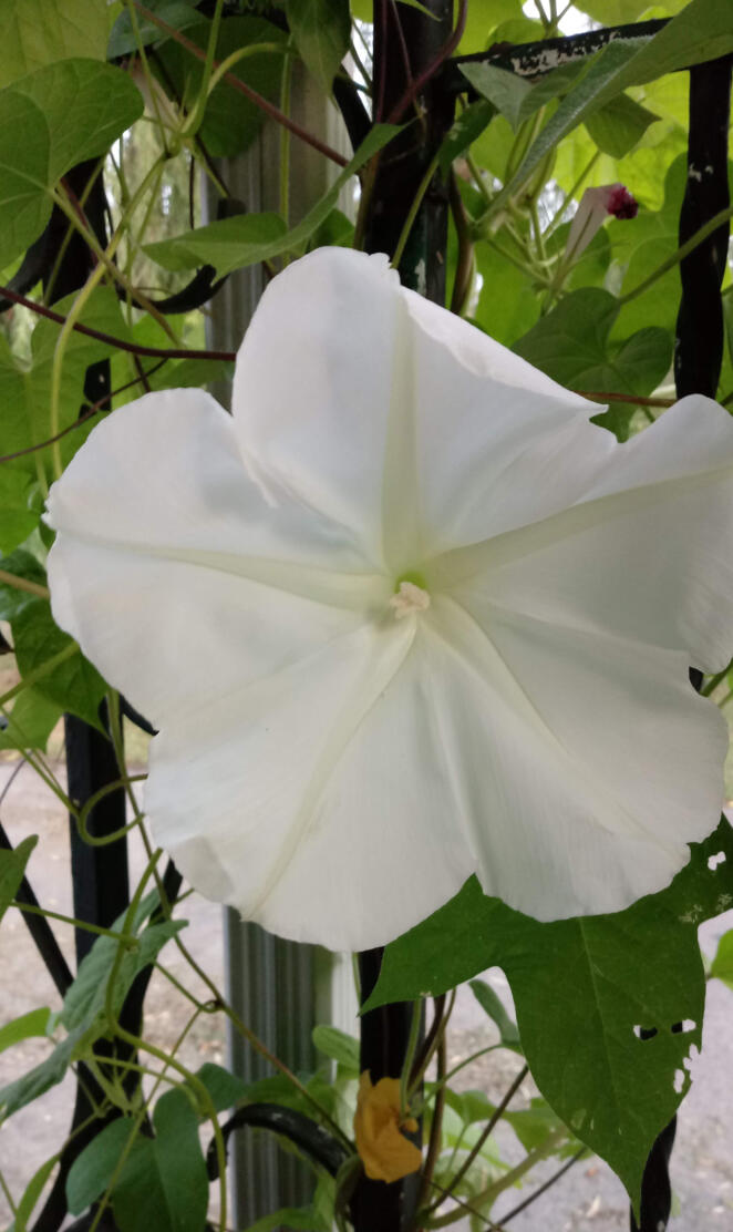 Moonflower