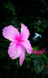 Hibiscus flower