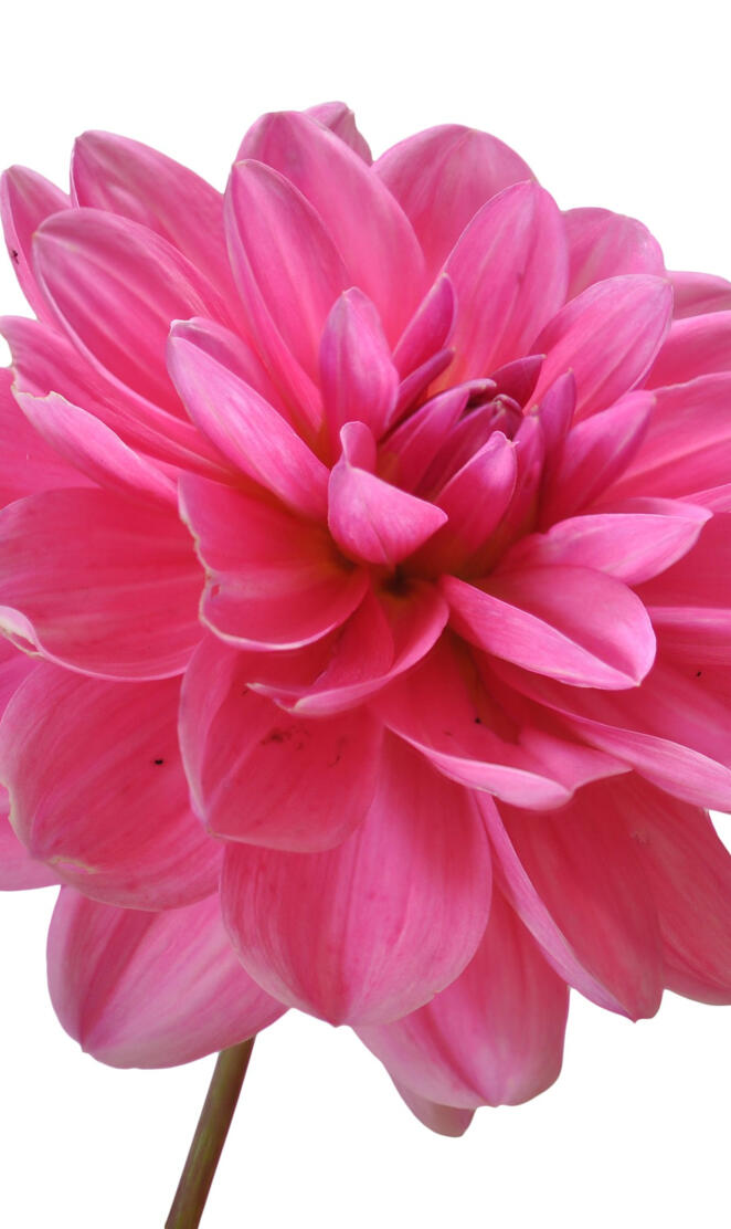 White background with flower photography