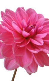 White background with flower photography