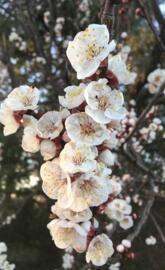 Memorial Flowers ver.2