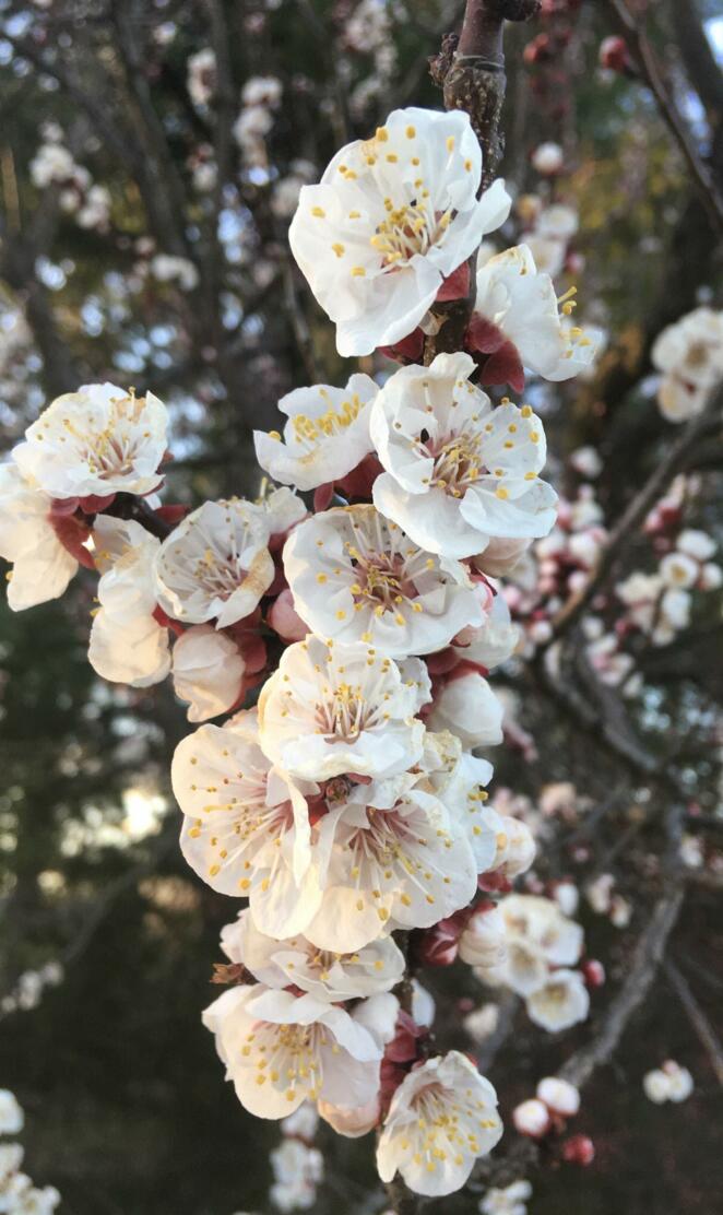 Memorial Flowers ver.2