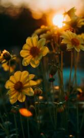 flowers wallpapers iphone