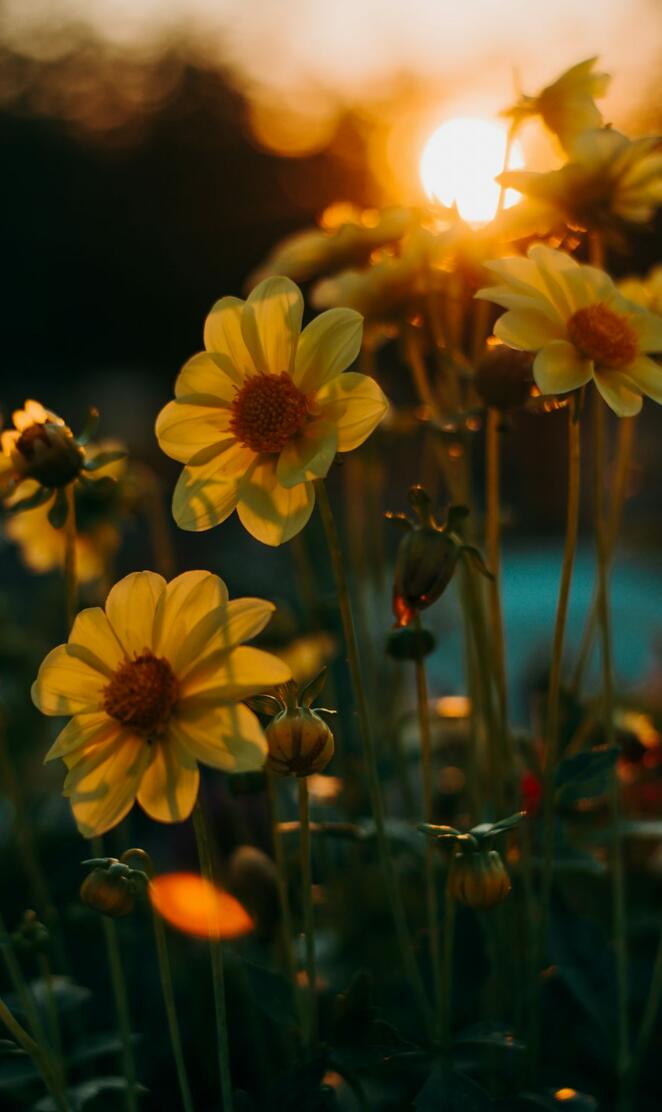 flowers wallpapers iphone