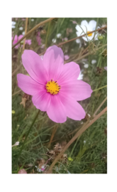 A Beautiful Flower natural wallpaper