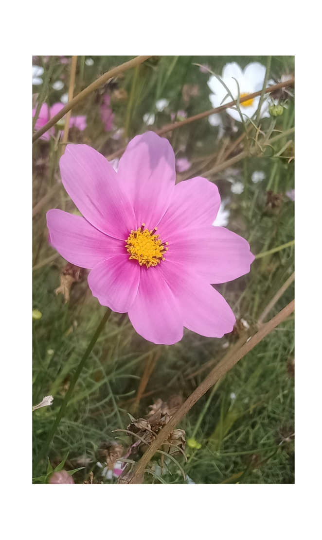 A Beautiful Flower natural wallpaper